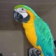 parrot-for-adoption-african-grey-parrot-arif-wala