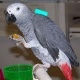 african-grey-talking-and-tame-african-grey-parrot-akhtar-abad