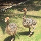 ostriches-2-months-old-2-feet-tall-african-grey-parrot-lahore