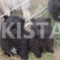 pomeranian-pups-from-kc-registered-parents-pomeranian-choubara