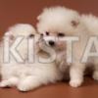 pomeranian-pups-from-kc-registered-parents-pomeranian-chichawatni-i