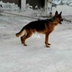 pedigreed-german-shepherd-dog-german-shepherd-sargodha-3