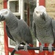 a-pair-of-african-grey-parrots-for-christmas-gift-african-grey-parrot-islamabad-1