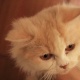 my-cute-cats-persian-cats-karachi-5