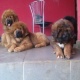 3-baby-tibettan-mastiff-bull-puppes-for-free-adoption-other-islamabad