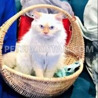 male-persian-cat-for-sale-persian-cats-islamabad