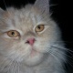 pure-persian-goldy-persian-cats-rawalpindi