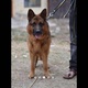 german-shepherd-2-yrs-german-shepherd-rawalpindi