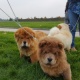 chow-chow-puppies-afghan-hound-akora-khattak