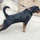 american-rottweiler-9-months-age-rottweiler-rawalpindi