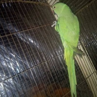 green-parrot-indian-ringneck-rawalpindi