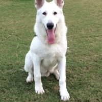 very-rare-microchip-pedigreed-white-german-shepherd-beauty-contest-winner-in-puppy-category-german-shepherd-lahore-5