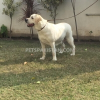 labradour-breeder-pedigree-female-for-sale-labrador-retriever-gujranwala