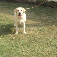 labradour-breeder-pedigree-female-for-sale-labrador-retriever-gujranwala-4