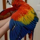 adorable-talking-scarlet-macaw-parrots-for-adoption-macaws-lahore-cantt