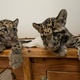 young-exotics-pets-for-sale-cheetah-lion-tiger-leopard-cubs-etc-bengal-islamabad
