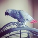 african-grey-parrot-and-cage-for-sale-other-lahore-cantt