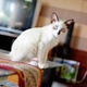 siamese-rs-3000-female-siamese-islamabad