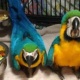 well-tamed-beautiful-blue-and-gold-macaws-for-re-homing-macaws-islamabad-1