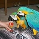 healthy-african-grey-parrot-healthy-african-grey-parrot-macaws-lahore-cant