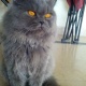 sir-maximus-for-sale-persian-cats-islamabad