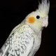 beautiful-baby-cockatiel-parrot-for-sale-other-awaran