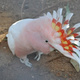 pair-of-major-mitchell-s-cockatoo-parrots-for-sale-cockatoos-karachi-2