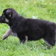 akc-hip-certified-german-shepherd-dog-puppies-other-wari