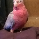 6-month-galah-cockatoo-cockatoos-lahore