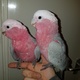 cockatoo-for-sale-cockatoos-lahore