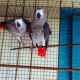african-grey-babies-ready-for-sale-african-grey-parrot-bhakkar
