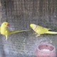 indian-ring-neck-indian-ringneck-karachi