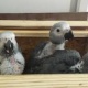 parrot-for-adoption-african-grey-parrot-abadi-jalalpur-pirwala