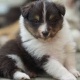puppy-for-adoption-other-basirpur