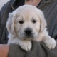 golden-retriver-puppies-for-your-kids-afghan-hound-abbottabad