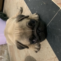 pug-pug-peshawar-4