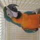 3-year-old-blue-and-gold-macaw-jnnfrlnb3-macaws-kunjah