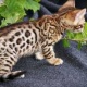 akc-registered-bengal-kittens-the-abyssinian-abbottabad