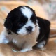 puppy-for-adoption-other-bherowal