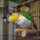assionate-and-emotional-parrots-exotic-birds-and-eggs-amazon-parrots-dijkot