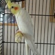beautiful-yellow-male-cockateil-other-lahore