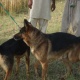 german-shephered-puppies-for-sale-german-shepherd-faisalabad