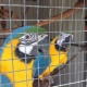 pair-of-blue-gold-macaws-price-reduced-other-islamkot