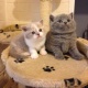 british-shorthair-for-sale-bengal--1