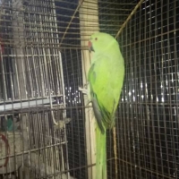 green-parrot-indian-ringneck-rawalpindi-2