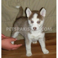 blue-eyes-siberian-husky-puppies--adenzai