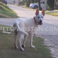 very-rare-microchip-pedigreed-white-german-shepherd-beauty-contest-winner-in-puppy-category-german-shepherd-lahore-7