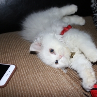 persian-kitten-white-persian-cats-lahore