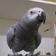 tame-and-talking-adult-african-grey-parrot-african-grey-parrot-lahore