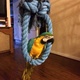 talking-baby-macaw-macaws-lahore